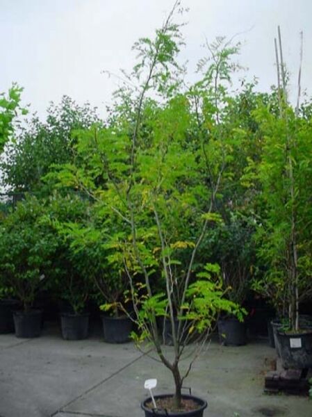 Gleditsia triacanthos 'Sunburst' (Gold-Gleditschie), 200–250 cm, im Container C50, mehrstämmiger Jungbaum mit gefiedertem Laub.