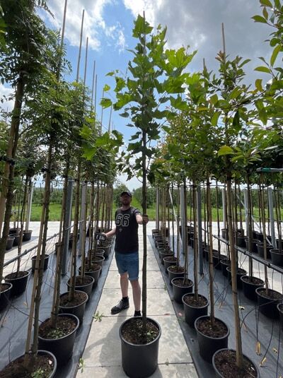 Platanus hispanica / Ahornblättrige Platane Hochstamm 10-12 StU im Container, junger Baum mit Stamm und grünen Blättern.