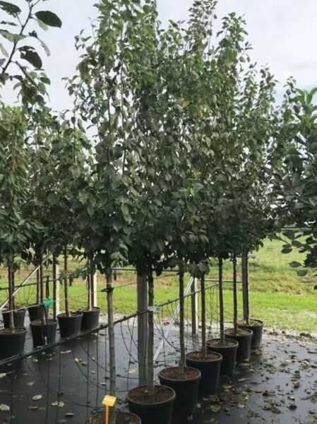 Prunus domestica 'President' / Pflaume 'President', Halbstamm 12-14 StU im Container, Baum mit dichtem, grünem Laub in Baumschule