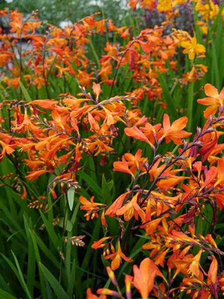Garten-Montbretie 'Carmine Brilliant' / Crocosmia x crocosmiiflora 'Carmine Brilliant'