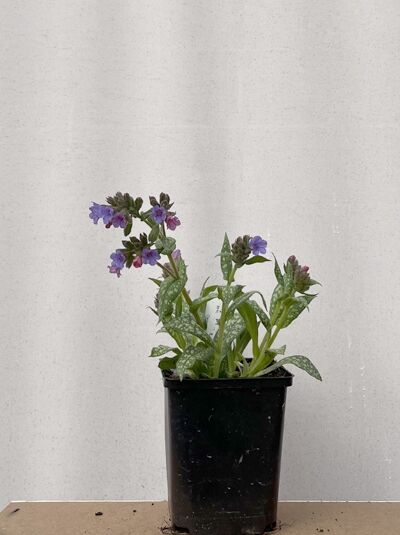 Lungenkraut 'Trevi Fountain ®' - Pulmonaria saccharata 'Trevi Fountain ®'