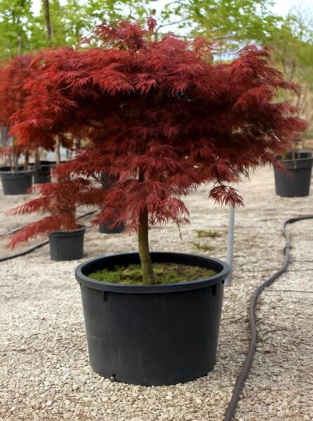 Japanischer Ahorn Acer palmatum 'Dissectum Garnet' auf Stamm 100 cm, dunkelroter Schlitzahorn im Topf (C160)