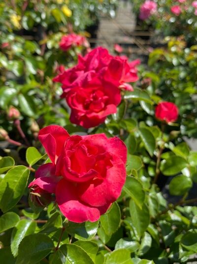 Rosa 'Lichtblick'® / Strauchrose 'Lichtblick'® mit roten Blüten und glänzend grünem Laub am Strauch.