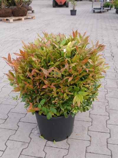 Traubenheide 'Red Lips' / Leucothoe axillaris 'Red Lips ®'