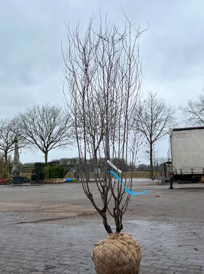 Blut-Pflaume 'Nigra' / Prunus cerasifera 'Nigra'