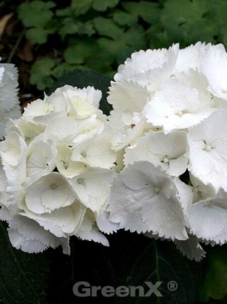 Hydrangea macrophylla 'Nymphe' / Bauern-Hortensie 'Nymphe'