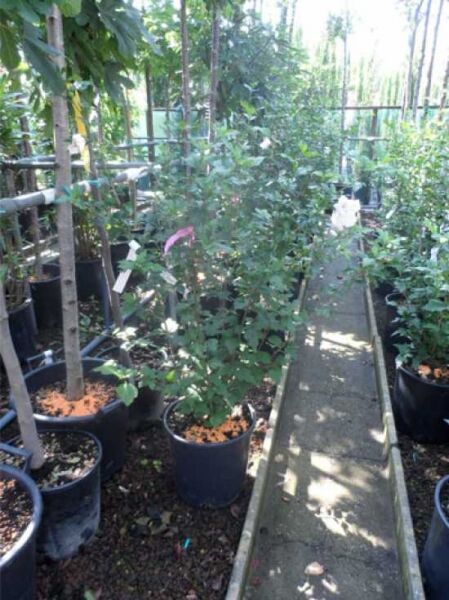 Garten-Eibisch (Hibiscus syriacus) 'Pinky Spot' Strauch im Topf C20, ca. 100–125 cm, mit grünen Blättern und Blütenknospen.