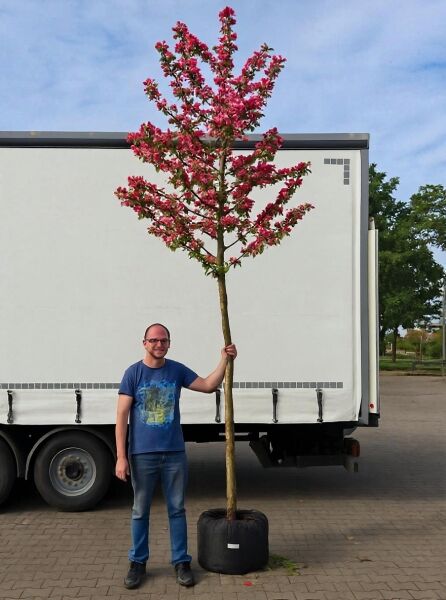 Echter Rotdorn (Crataegus laevigata) 'Paul's Scarlet' Hochstamm im Container, Baum mit rosa-roten Blüten und gerader Krone.