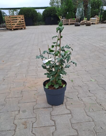 Garten-Eibisch 'Hamabo' / Strauch-Eibisch 'Hamabo' / Garten-Eibisch 'Hamabo' / Strauch-Eibisch 'Hamabo'