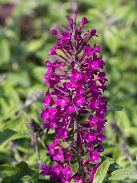 Schmetterlingsstrauch 'Summer Bird ® Magenta'  / Buddleja x cultorum 'Summer Bird ® Magenta' 