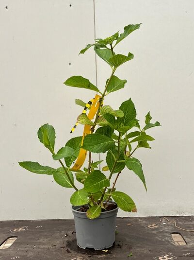 Teller-Hortensie Hydrangea macrophylla 'Shamrock' C2, junge Pflanze im Kunststofftopf mit grünen Blättern und Trieben