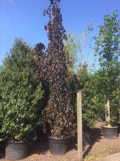 Rote Hängebuche (Fagus sylvatica 'Purple Fountain') im Topf, schlanker Wuchs mit dunkelrotem, hängendem Laub, 300-350 cm C70.