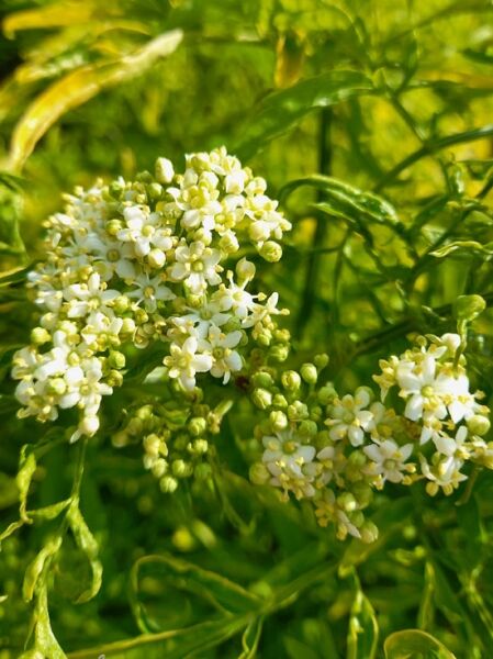 Gelblaubiger Säulen-Holunder 'Golden Tower' ® / Sambucus nigra 'Golden Tower' ®