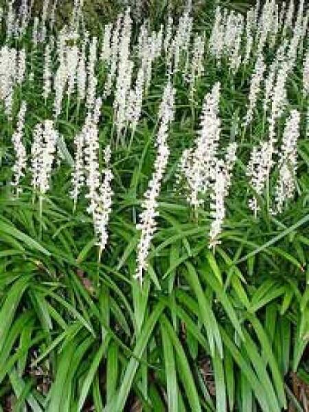Liriope muscari 'Monroe White' / Weiße Glöckchentraube 'Monroe White' mit weißen Blütenkerzen und schmalen grünen Blättern
