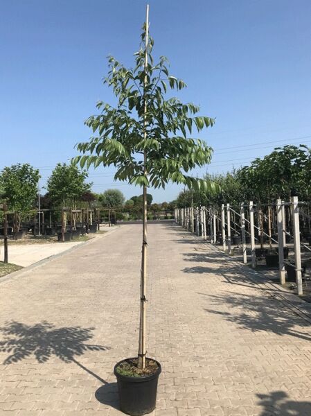 Diospyros lotus (Lotuspflaume/Dattelpflaume) Hochstamm 12-14 StU im Container, junger Baum mit Stützstab und grünen Blättern.