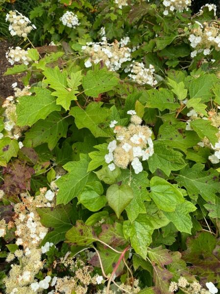 Eichenblatt-Hortensie 'Sike's Dwarf' / Hydrangea quercifolia 'Sike's Dwarf'