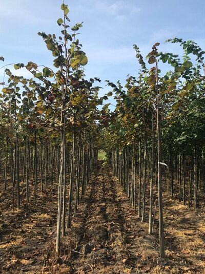 Tilia platyphyllos / Sommer-Linde