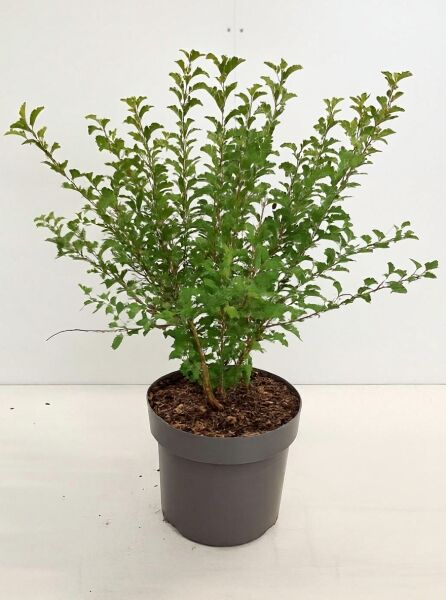 Prunus incisa 'Kojou-no-mai' (Frühkirsche), buschige Pflanze im Topf, 40–60 cm, Container C5