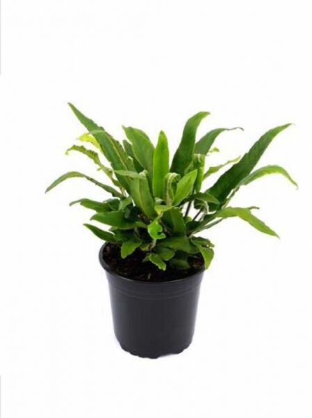 Asplenium scolopendrium (Hirschzungenfarn) im schwarzen Pflanztopf, Sorte C2, mit langen, grünen, lanzettlichen Farnblättern.