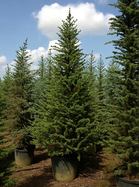 Libanon-Zeder (Cedrus libani) 300-350 cm, C250, immergrüner Nadelbaum im Container mit aufrechtem Wuchs und dichtem Geäst.