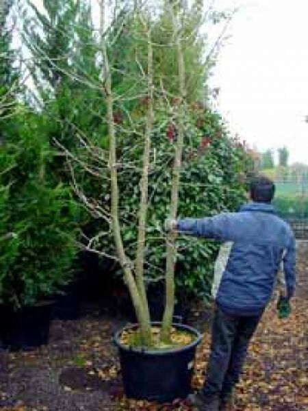 Mehrstämmiger Ginkgo biloba (Ginkgobaum/Fächerblattbaum) im Container C100, ca. 350–400 cm hoch, laubfrei mit Stammstruktur