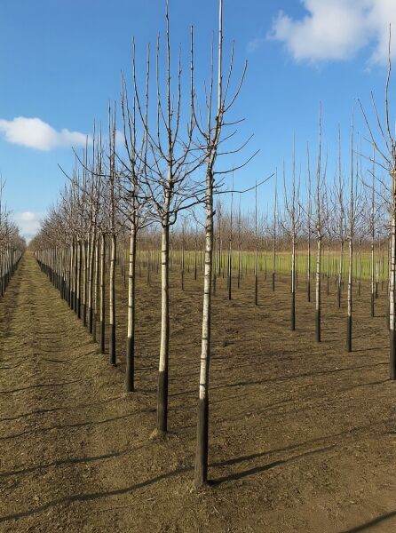 Pyrus communis 'Clapps Favourite' / Birne 'Clapps Liebling' Hochstamm 12-14 StU, mehrtriebiger Baum mit Kronenaufbau im Feld.