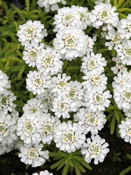 Schleifenblume Iberis sempervirens 'Golden Candy' mit weißen Blüten in dichten Dolden und grünem Laub (Nahaufnahme)