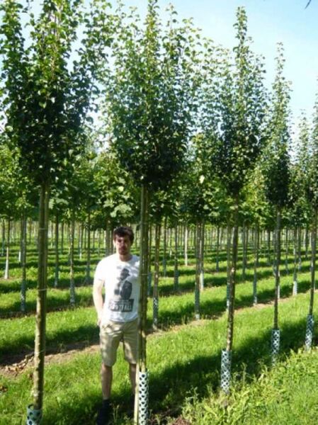 Pyrus communis 'Beech Hill' / Wild-Birne 'Beech Hill', Hochstamm 12-14 StU mit Stammschutz im Baumschulquartier