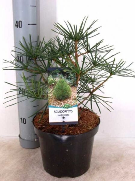 Sciadopitys verticillata (Schirm-Tanne) 20-25 cm C3 im Topf mit schirmförmig angeordneten Nadeln.
