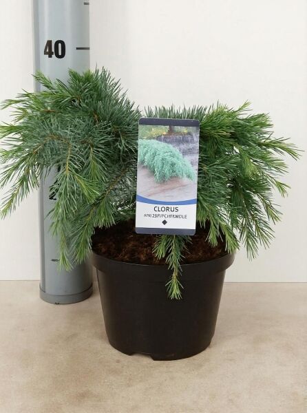 Cedrus deodara 'Feelin Blue' (Himalaja-Zeder) im C4-Topf, 20–30 cm breit, mit blaugrünen, überhängenden Nadeln.