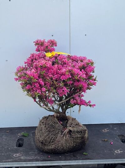 Japanische Azalee 'Kermesina' - Rhododendron obtusum 'Kermesina'