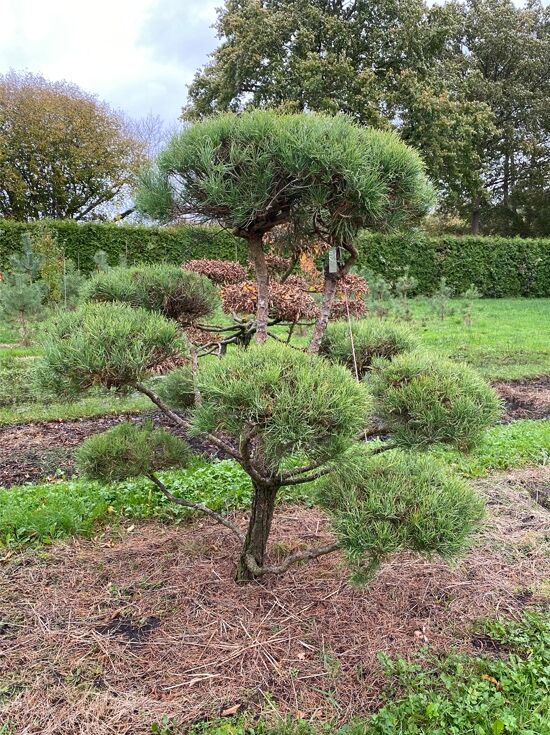 Garten-Bonsai (Nr. 1393) - Pinus sylvestris 160 cm breit x 175 cm hoch