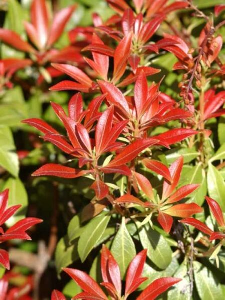 Pieris taiwanensis / Taiwan-Schattenglöckchen