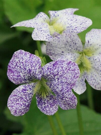 Pfingst-Veilchen 'Freckles' / Pfingst-Veilchen 'Freckles'