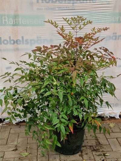 Himmelsbambus 'Richmond' / Nandina domestica 'Richmond'