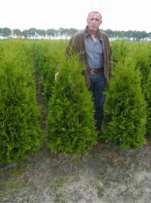 54+ Thuja Groß Kaufen, Werfen sie jetzt direkt einen blick auf die