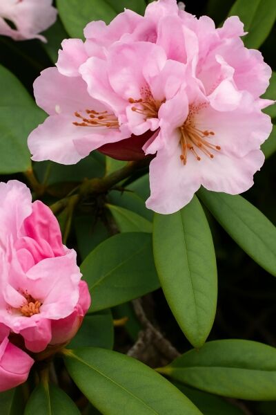 Rhododendron 'Christmas Cheer' / Rhododendron 'Christmas Cheer'