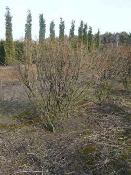 Geflügeltes Pfaffenhütchen / Korkspindel / Geflügeltes Pfaffenhütchen / Korkspindel