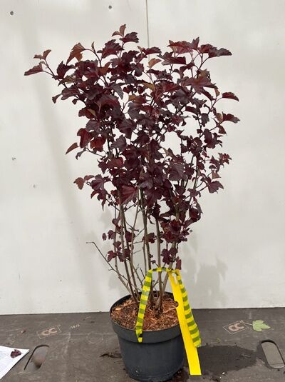 Schneeballblättrige Blasenspiere 'Andre' - Physocarpus opulifolius 'Andre'