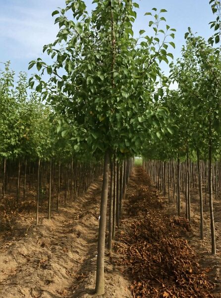 Herzblättrige Erle (Alnus cordata), Italienische Erle Hochstamm 12-14 StU mit Drahtballen, Baum mit grünem Laub.