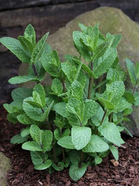 Marokkanische Minze  / Mentha spicata var. Crispa