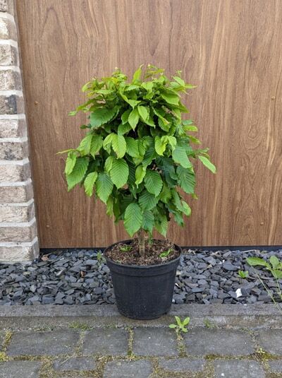 Säulen-Hainbuche Carpinus betulus 'Fastigiata Monument', 60-80 cm im C10-Container, grünes Laub, kompakter Wuchs.