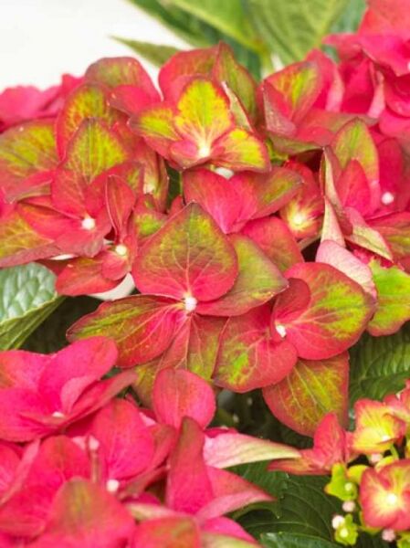 Bauern-Hortensie 'Ab Green Shadow' / Hydrangea macrophylla 'Ab Green Shadow ®'