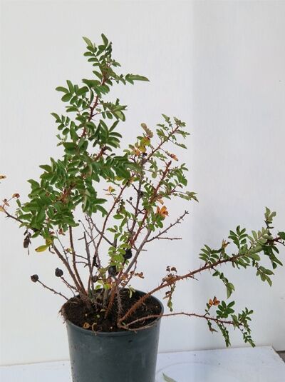 Rosa pimpinellifolia (Dünenrose/Bibernellrose) 30-40 cm C2, Topfpflanze mit verzweigten Trieben und grünem Laub