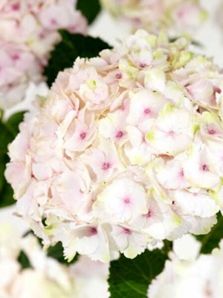 Hydrangea macrophylla 'Magical Ocean'® / Bauern-Hortensie 'Magical Ocean'® mit runder Blütendolde in Weiß mit zartrosa Mitte.