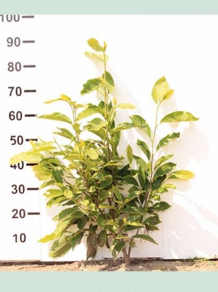 Magnolia soulangiana / Tulpen-Magnolie 60-80 cm m. B., mehrtriebige Jungpflanze mit grünem Laub im Container