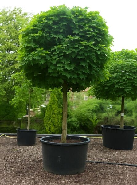 Acer platanoides 'Globosum' / Kugel-Ahorn, 225 cm Stamm, 35-40 StU, im Container mit kugelförmiger Krone und grünem Laub.