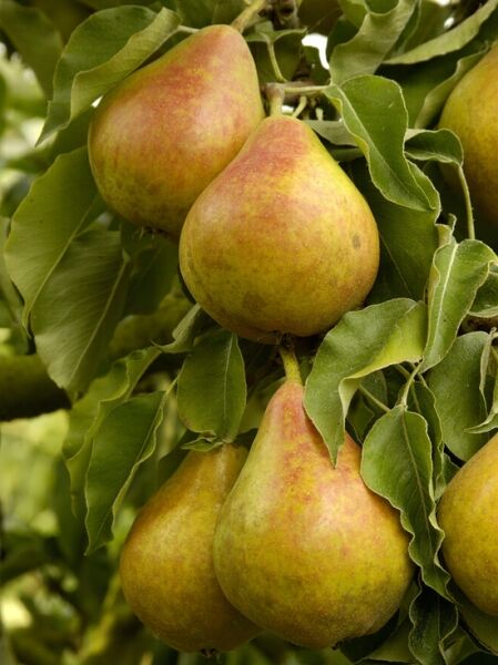 Pyrus communis 'Gieser Wildeman' / Birne 'Gieser Wildeman' mit mehreren reifenden Birnen am Baum zwischen grünen Blättern