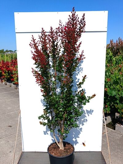 Indische Lagerströmie 'Pink Velour' - Lagerstroemia indica 'Pink Velour'