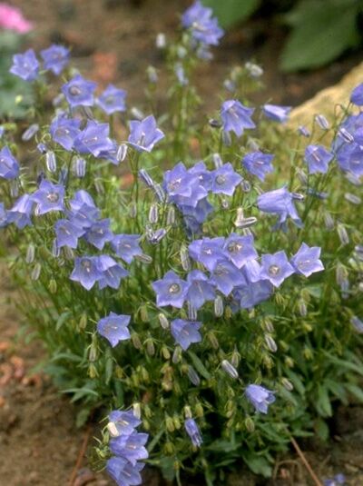 Zwerg-Glockenblume Campanula cochleariifolia 'Bavaria Blue' mit zahlreichen blauvioletten, glockenförmigen Blüten und Knospen
